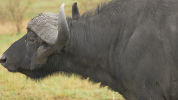 Close Van Een Afrikaanse Buffel — Stockvideo