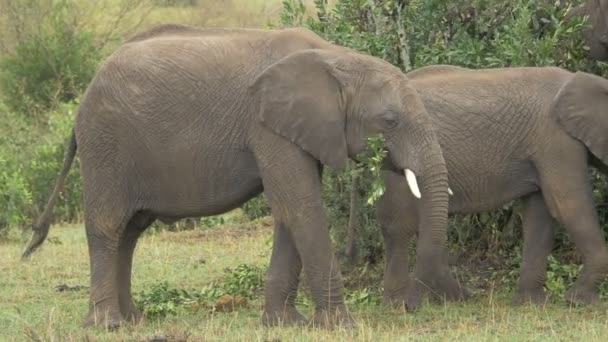 Veaux Éléphants Adultes Mangeant — Video