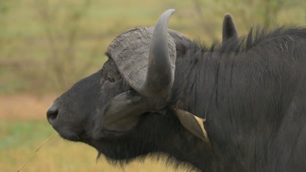 Close Van Een Cape Buffalo Een Oxpecker — Stockvideo