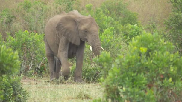 Słonie Zebry Krzewy Zielone — Wideo stockowe