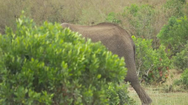 緑の茂みの後ろを歩いて食べる象 — ストック動画