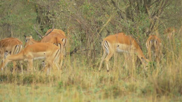 Mangiare Gregge Impalas Masai Mara — Video Stock