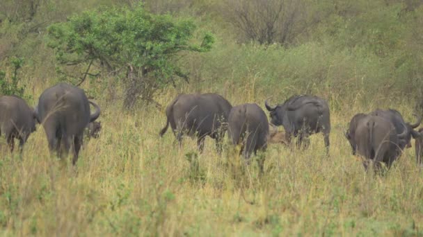 Vista Posteriore Dei Bufali Africani Che Camminano — Video Stock