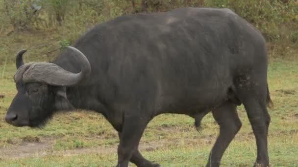 Afrikaanse Buffel Wandelen Masai Mara — Stockvideo