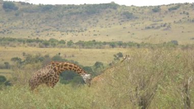 Savanada yemek yiyen iki zürafa.