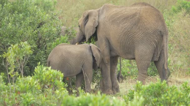 Éléphant Afrique Mangeant Avec Ses Veaux — Video