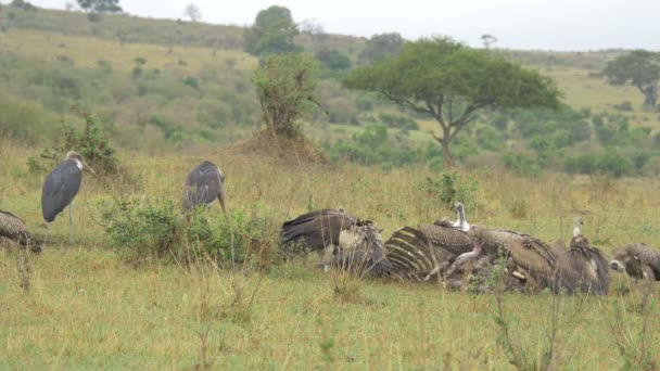 Marabou Ooievaars Gieren Eten Savanne — Stockvideo