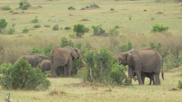 Ελέφαντες Τρώνε Στις Πεδιάδες Masai Mara — Αρχείο Βίντεο