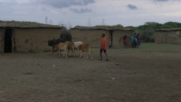 Niño Cuidando Vacas Aldea — Vídeos de Stock