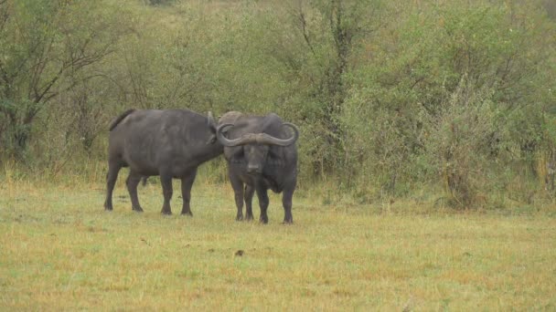 Dos Búfalos Africanos Sabana — Vídeos de Stock