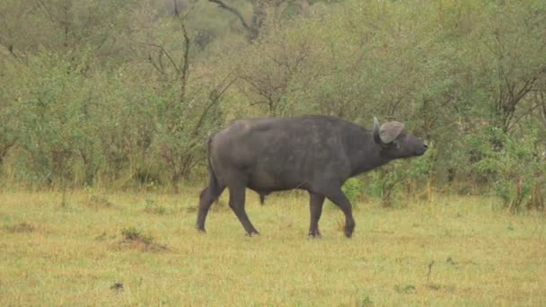 Búfalo Africano Caminando Cerca Arbustos — Vídeo de stock