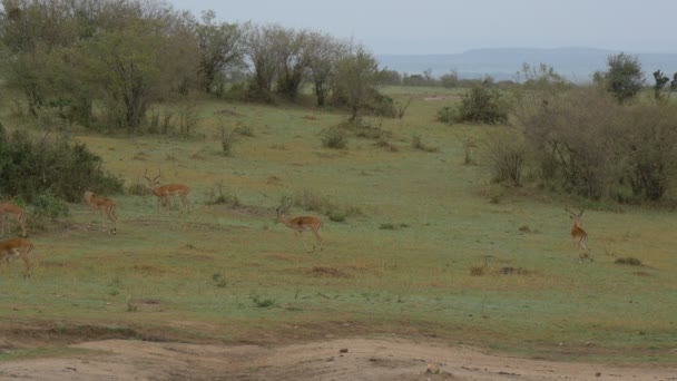 Impalas Caminando Pastando — Vídeos de Stock