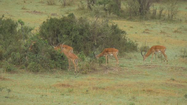 Quattro Impala Pascolo Maasai Mara — Video Stock