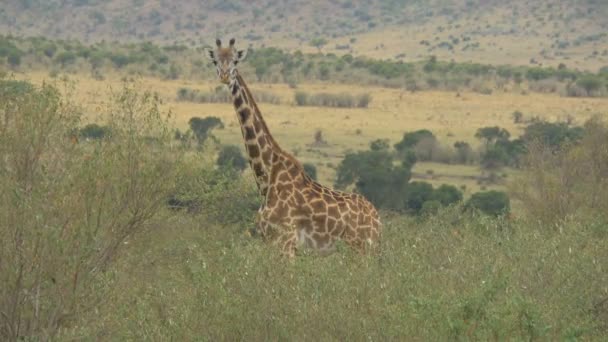 Girafe Maasai Debout Entre Les Buissons — Video