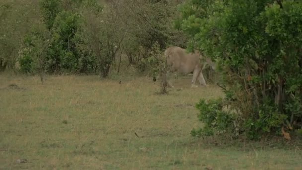 Pregnant Lioness Walking Bushes — Stock Video