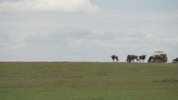 Jazda Safari Jeep Pobliżu Gnus — Wideo stockowe