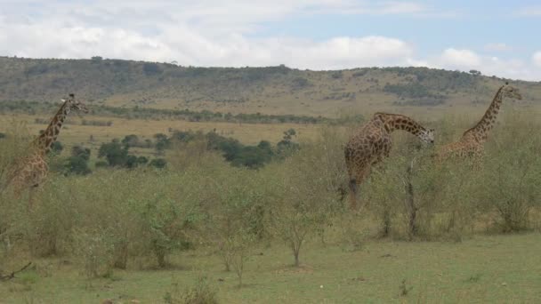 Giraffes Walking Masai Mara Grassland — Stock Video