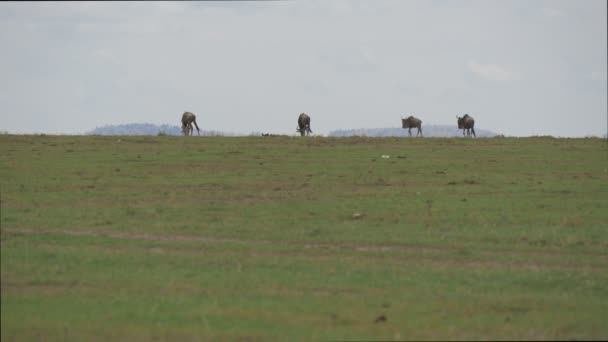 Driving Safari Jeep Four Wildebeests — Stock Video