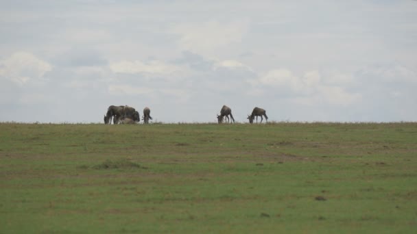 Wildebeests Grazing Maasai Mara — Stock Video