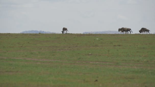 Wildebeests Green Plains — Stock Video