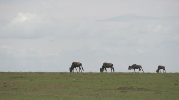 Wildebeests Pascolo Camminare — Video Stock