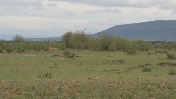 Leona Embarazada Caminando Por Las Llanuras Sabana — Vídeos de Stock