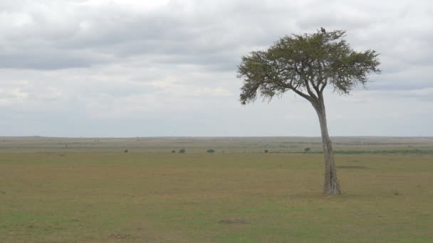 Acacia Boom Een Vogel Savanne — Stockvideo