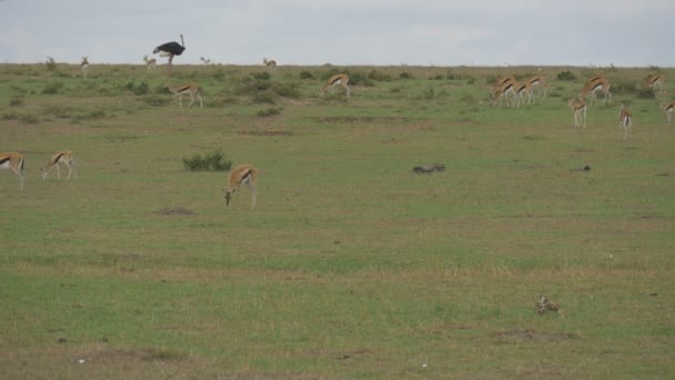 Autruche Mâle Antilopes — Video