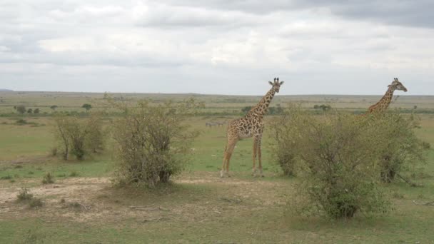 Deux Girafes Debout Dans Savane Masai Mara — Video