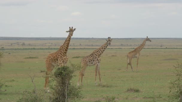Une Tour Girafes Dans Les Prairies Masai Mara — Video