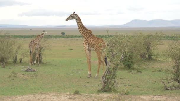 Due Giraffe Nelle Pianure Della Savana — Video Stock