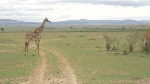 Girafes Marchant Près Une Route — Video
