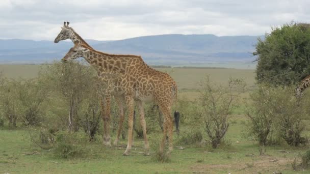 Une Tour Girafes — Video