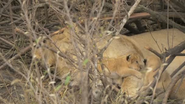 Primer Plano Una Leona Acostada Con Cachorros — Vídeos de Stock