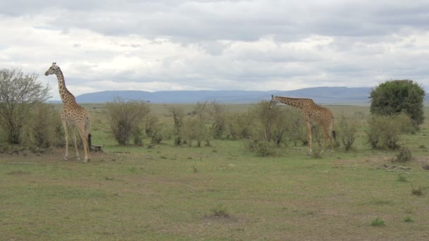 Two Giraffes Masai Mara Plains — Stock Video
