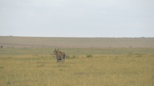 Gemeenschappelijk Land Masai Mara — Stockvideo