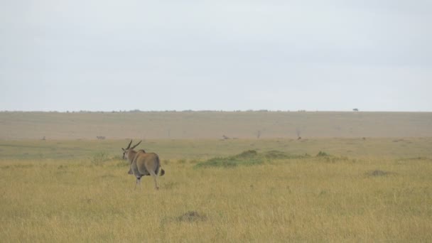 Společná Země Kráčí Masai Mara — Stock video