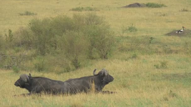 Búfalos Africanos Acostados Pastando — Vídeos de Stock