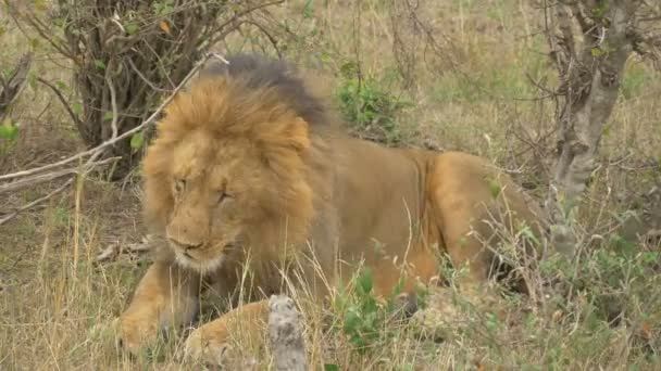 Hiccupping Leão África Masai Mara — Vídeo de Stock