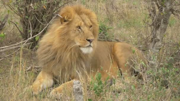 Lion Lying Coughing — Stock Video