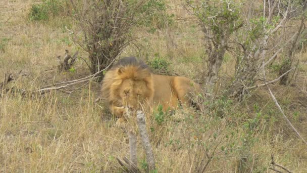 León Masai Limpiando Pata Delantera — Vídeos de Stock