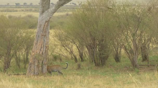 Леопард Идет Мимо Ствола Дерева — стоковое видео