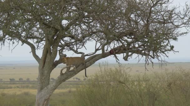Leopard Berdiri Pohon Dekat Bangkai — Stok Video