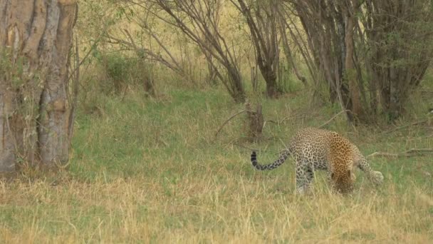 Leopardo Olfateando Buscando Hierba — Vídeos de Stock