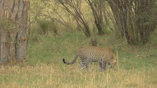 Leopardo Oliendo Masai Mara — Vídeo de stock