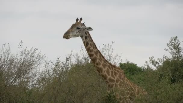 Giraffe Frisst Der Nähe Von Ästen — Stockvideo