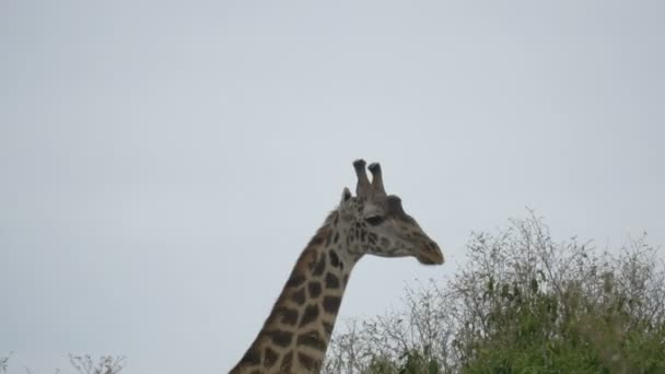 Nahaufnahme Einer Giraffe Beim Gehen — Stockvideo