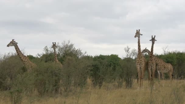 Giraffer Masai Mara — Stockvideo