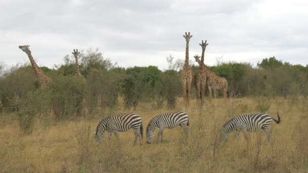 马赛马拉的斑马和长颈鹿 — 图库视频影像