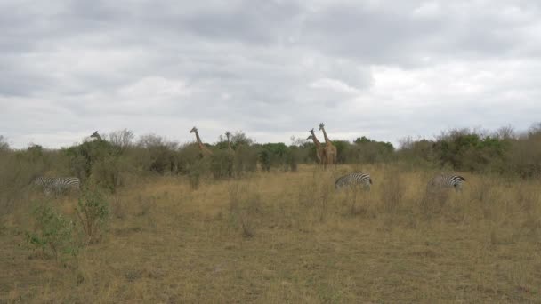 Jirafas Cebras Reserva Nacional Maasai Mara — Vídeos de Stock